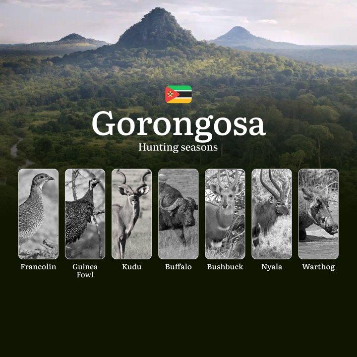 The Gorongosa Hunting Calendar: Balancing Conservation, Tradition, and Regulation in a Region Reborn Through Wildlife Restoration