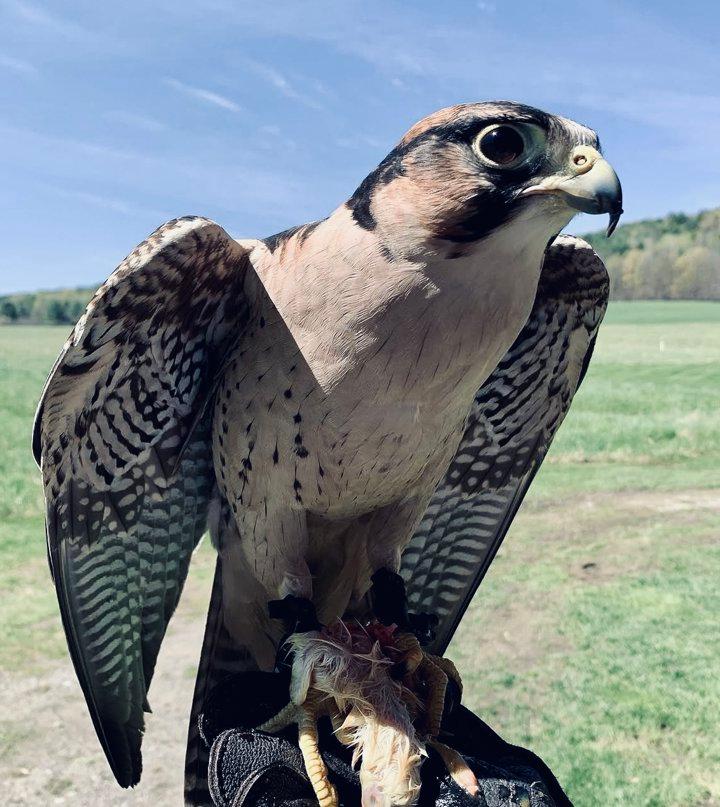 Falconry Schools and Training Centers in the USA: Where to Learn the Ancient Art of Hunting with Raptors

If you’re searching for where to learn falconry in the United St