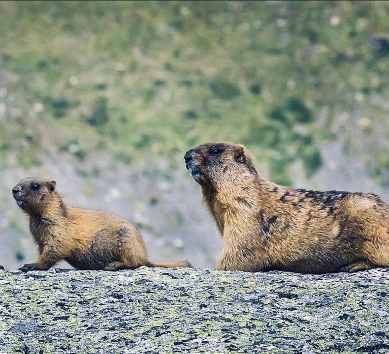 СУРОК СЕРЫЙ (алтайский): описание, охота на сурка, повадки, где обитает, методы добычи и трофейная ценность
1. Введение
Серый сурок (Marmota baibacina), также известный