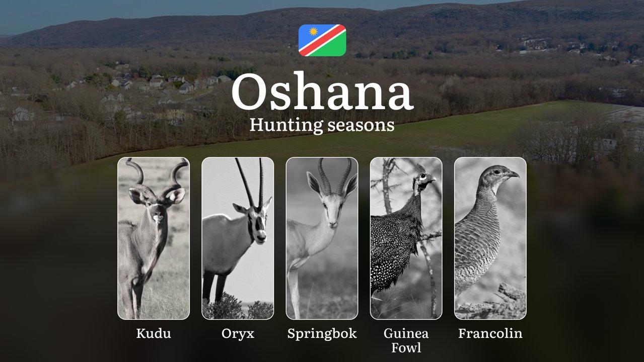 Seasonal Hunting Periods in Oshana, Namibia: Year-Round Species Access, Game Activity by Season, and Getting Legal Permission to Participate