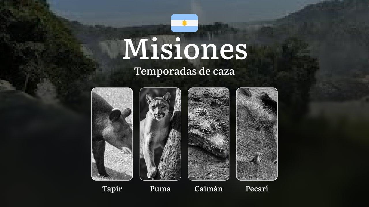 Misiones: fechas de caza, licencias, reglas y tácticas, particularidades estacionales de la caza, restricciones y especies protegidas en la región