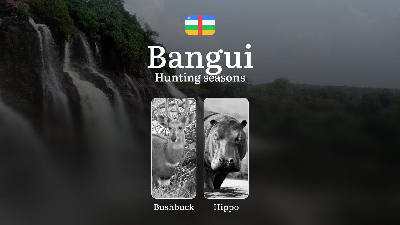 Hunting Through the Seasons in Bangui: Rules, Permits & Cultural Events and Traditions