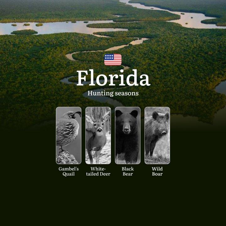 Wild Hog Hunting Seasons in Florida: Dates, Licenses, Regulations and Best Practices, Tips for Choosing the Right Time, Location, and Tactics

When Can You Hunt, Regional