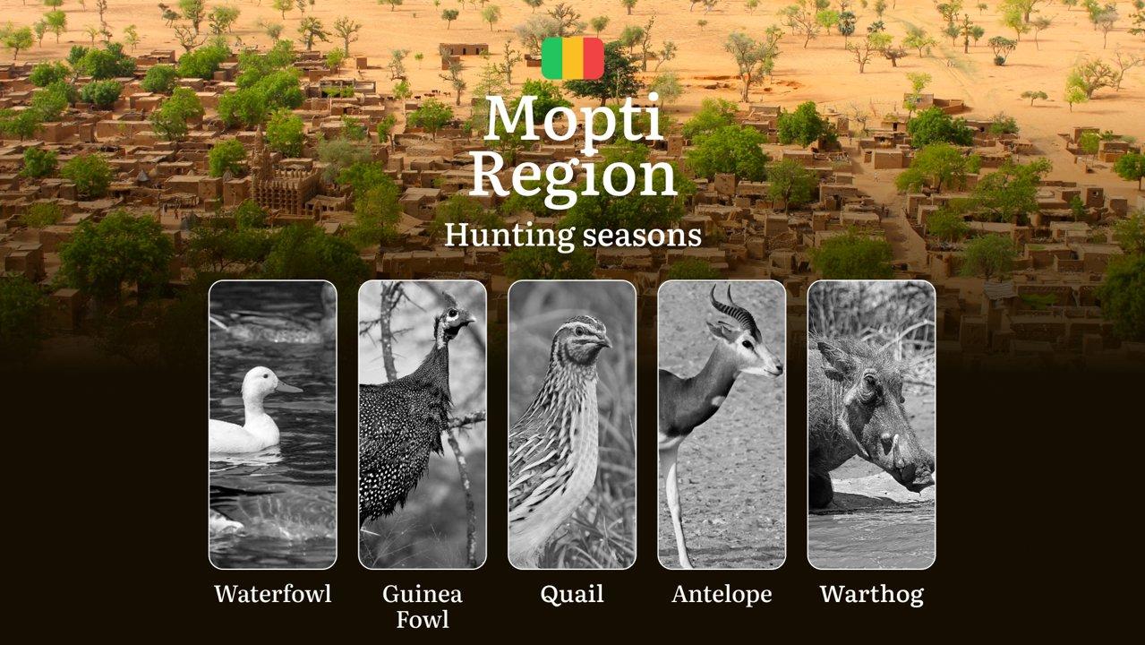 Hunting Season Schedule in Mopti Region: Year-Round Huntable Species, Game Movement by Season, and the Procedure for Obtaining an Official Hunting Permit

The Mopti Regio