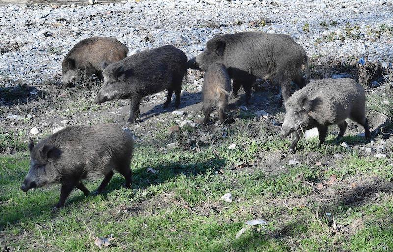 Bruxelles Dichiara la Calabria Libera dalla Peste Suina Africana

Una vittoria importante per la sanità animale italiana. La Commissione Europea ha ufficialmente certific