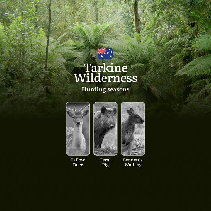 Tarkine Wilderness Hunting Calendar: When the Ancient Rainforest Reveals Its Game - Wallaby, Deer and Wilderness Pursuits

Hunting Regulations & Seasonal Framework in The