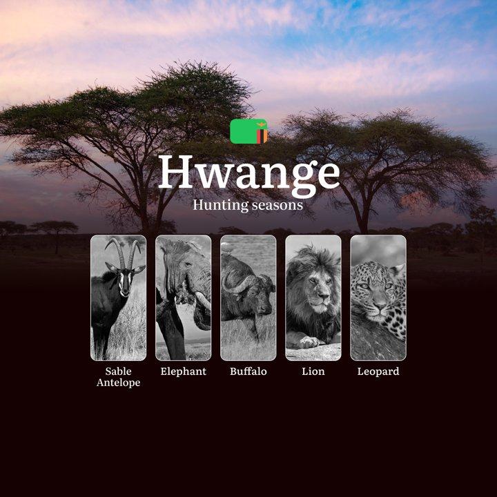 Where the Kalahari Whispers: Hunting Seasons, Bans, and Battles in Hwange’s Wild Heart

Hunting Regulations and Seasonal Framework in Hwange

The official hunting season 