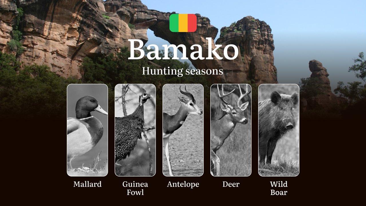 Hunting Seasons in Bamako: Regional Regulations, Obtaining a Hunting License in the Region, Penalties for Violating Hunting Periods, Tips for Timing, Gear, and Hunting St