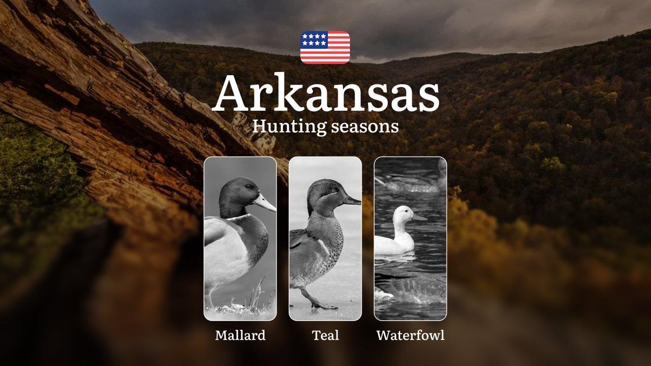 Seasons of Hunting in Arkansas: Hunting Dates, Licenses, Rules and Best Periods for Hunting, Tips for Hunters and Hunting Restrictions

Arkansas Duck Hunting Seasons, Mai