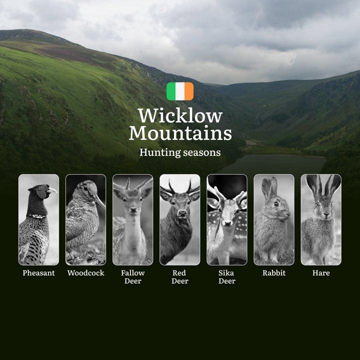 From Autumn Stags to Winter Woodcock: Decoding WICKLOW'S Hunting Calendar, Restricted Zones, and Expert Strategies for Mountain Game
