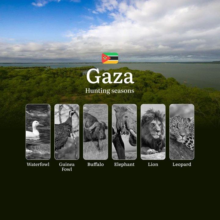 Unlocking the <strong>Best</strong> Hunting Seasons in Gaza, Mozambique: Timings, Licenses, and Trophy Opportunities

 General Hunting Rules and Timings in Gaza

In Gaza 