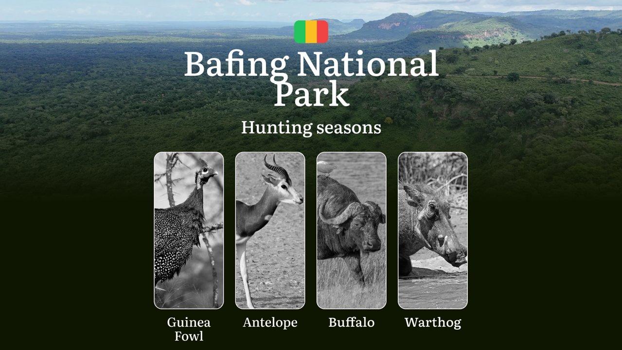 Hunting Dates in Bafing National Park: Authorized Hunting Seasons, Temporary Restrictions, Permit Regulations, Penalties and Legal Ramifications for Violations, Tactical 