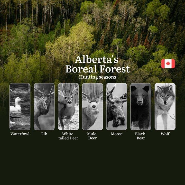 <strong>Hunting</strong> Seasons in ALBERTA'S BOREAL FOREST: Opening and Closing Dates, Required Licenses and Key Rules 

Alberta's Boreal Forest spans 381,000 square kil