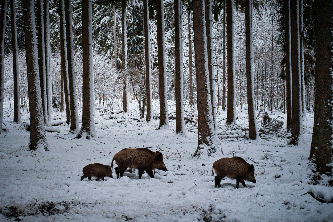 La Chasse aux PYRÉNÉES-ORIENTALES: Explorez la Géographie, Naviguez dans les Spécificités et Découvrez des Faits Intéressants
