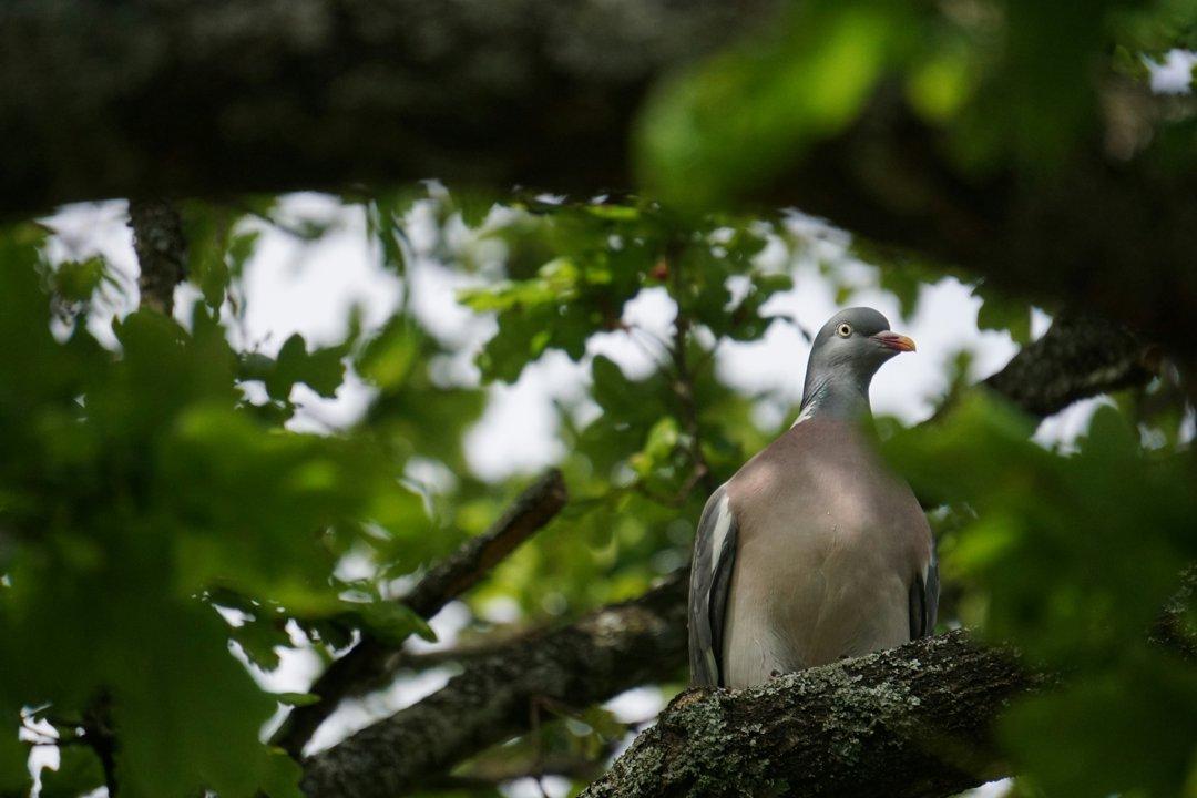 La Chasse en HAUTE-GARONNE: explorez la géographie, naviguez dans la législation et découvrez les types de chasse et gibier

Le département de la Haute-Garonne, situé en 