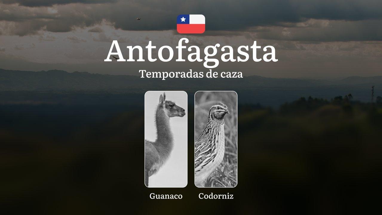 Temporadas de caza en la región de Antofagasta, Chile: épocas, permisos, normas y mejores momentos para la caza