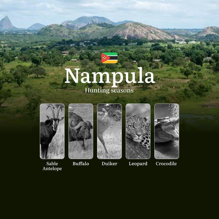 When the Baobabs Cast Long Shadows: Nampula's Premier Hunting Seasons for Africa's Most Elusive Trophies 