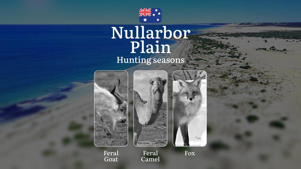 Nullarbor Plain’s Hunting Calendar: When the Limestone Plains Awaken - Camel, Kangaroo and Outback Pursuits

 Hunting Regulations & Seasonal Framework in the Nullarbor Pl