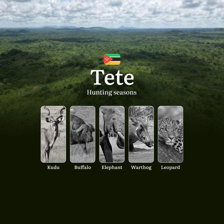 The Rhythm of Tete's Hunting Calendar– Where Desert Winds, Termite Mounds, and DNA Samples Tell the Story of Africa's Last Wilderness