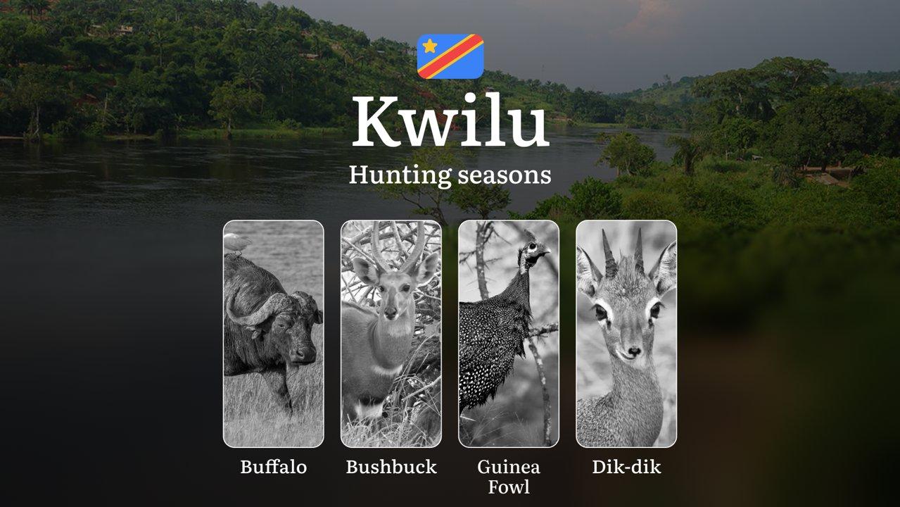 Kwilu (DRC): Hunting Seasons and Timing, Species Restrictions, Licensing Requirements, Strategic Advice on Timing and Equipment 

Hunting in Kwilu Province, Democratic Re