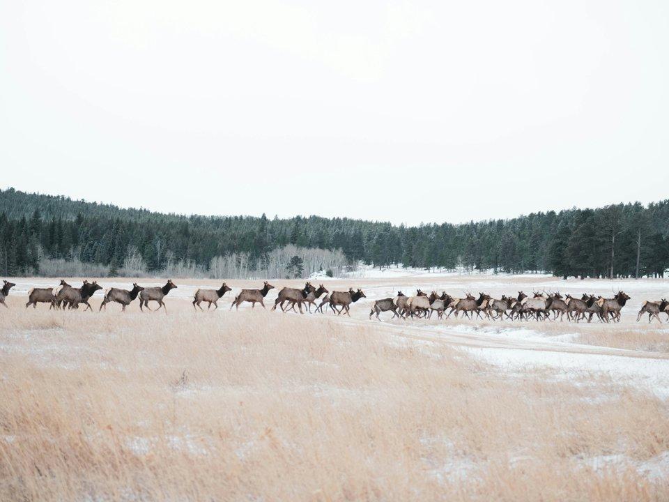 British Columbia Confirms Deadly Deer Disease Outbreak: Nearly 100 Animals Lost to Epizootic Hemorrhagic Disease as Province Expands Hunting to Fight Chronic Wasting Disease