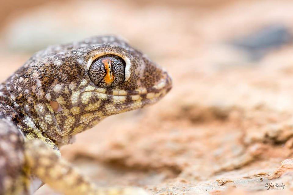 <strong>Pour</strong> cette fois c'est un lézard que je vous propose :  stenodactylus mauritanicus.