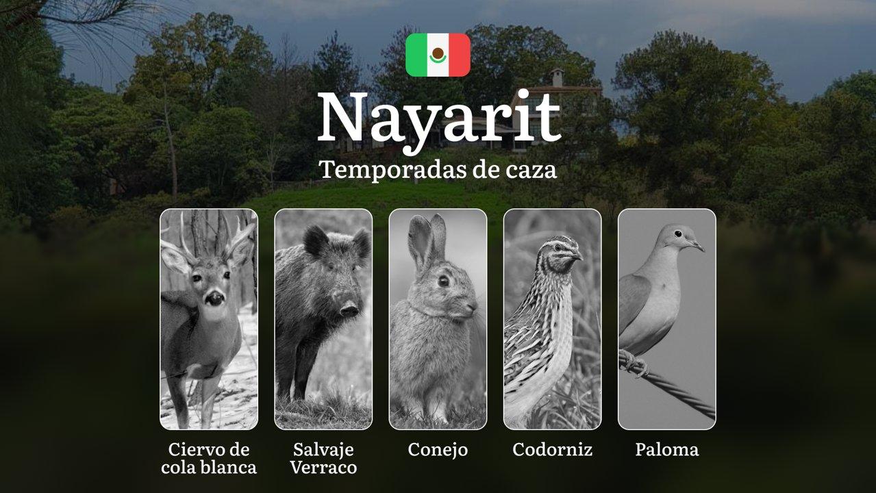 Temporadas y períodos de Caza en Nayarit: Periodos Legales, Comportamiento de la Fauna y Requisitos de Licencia