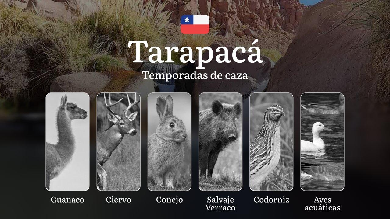 Fechas de caza en Chile, la región de Tarapacá: Estaciones de caza, restricciones, prohibiciones y especies protegidas, normas de caza 