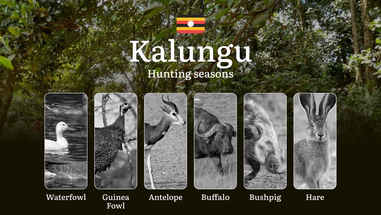 Scheduled Hunting Times in Kalungu: Area Regulations, Steps to Obtain a Hunting License, Sanctions for Breaching Hunting Periods, Tips on Timing, Gear Selection, and Hunting Methods