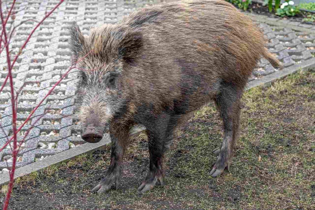Fréjus: 450 € d’amende pour ceux qui nourrissent les sangliers 