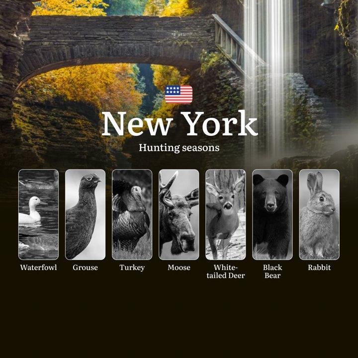 Seasons of Hunting in New York's Adirondacks: Hunting Periods, Licenses, Hunting Restrictions and Prohibited Species, Documents and Support from Clubs

Hunting Regulation