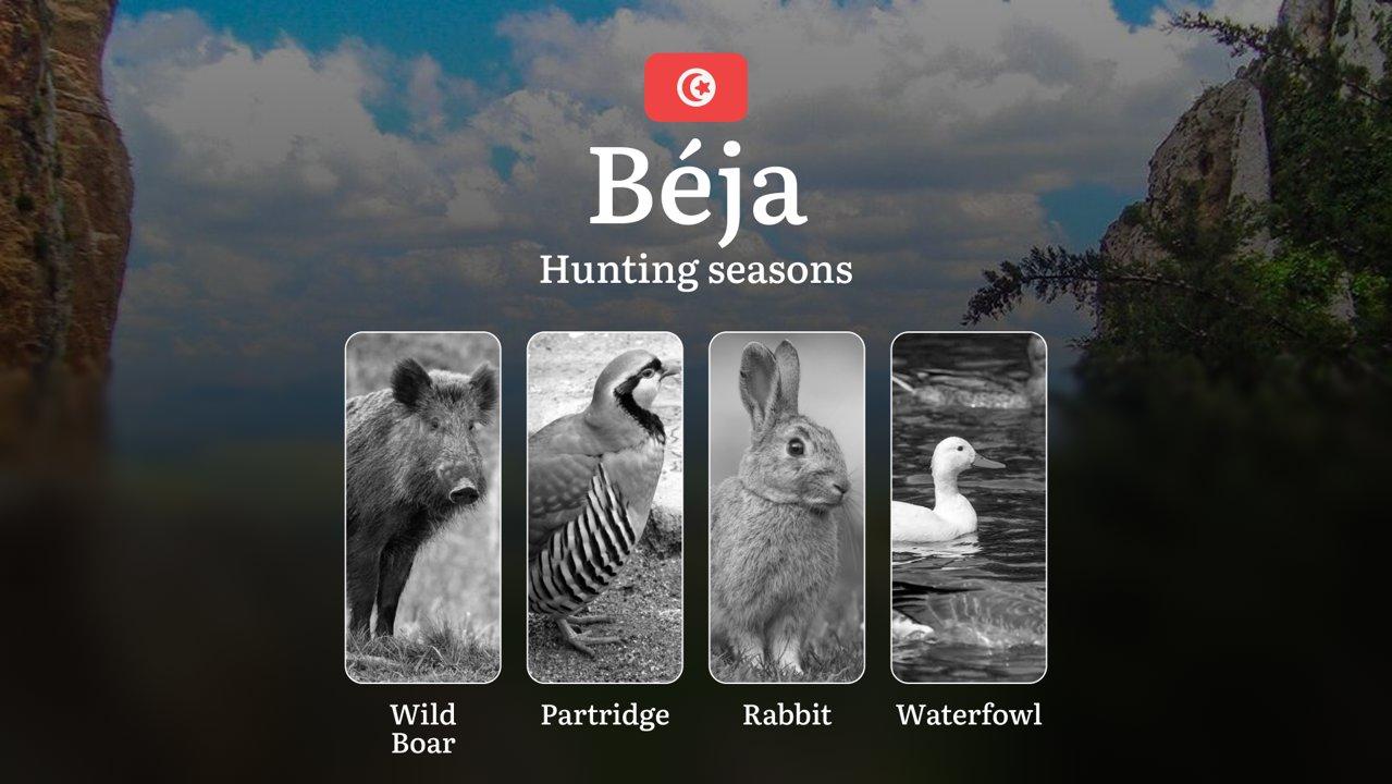 Hunting Seasons in BÉJA: Key Dates, General Rules, Protected Species, Required Licenses, Legal Consequences and Practical Recommendations