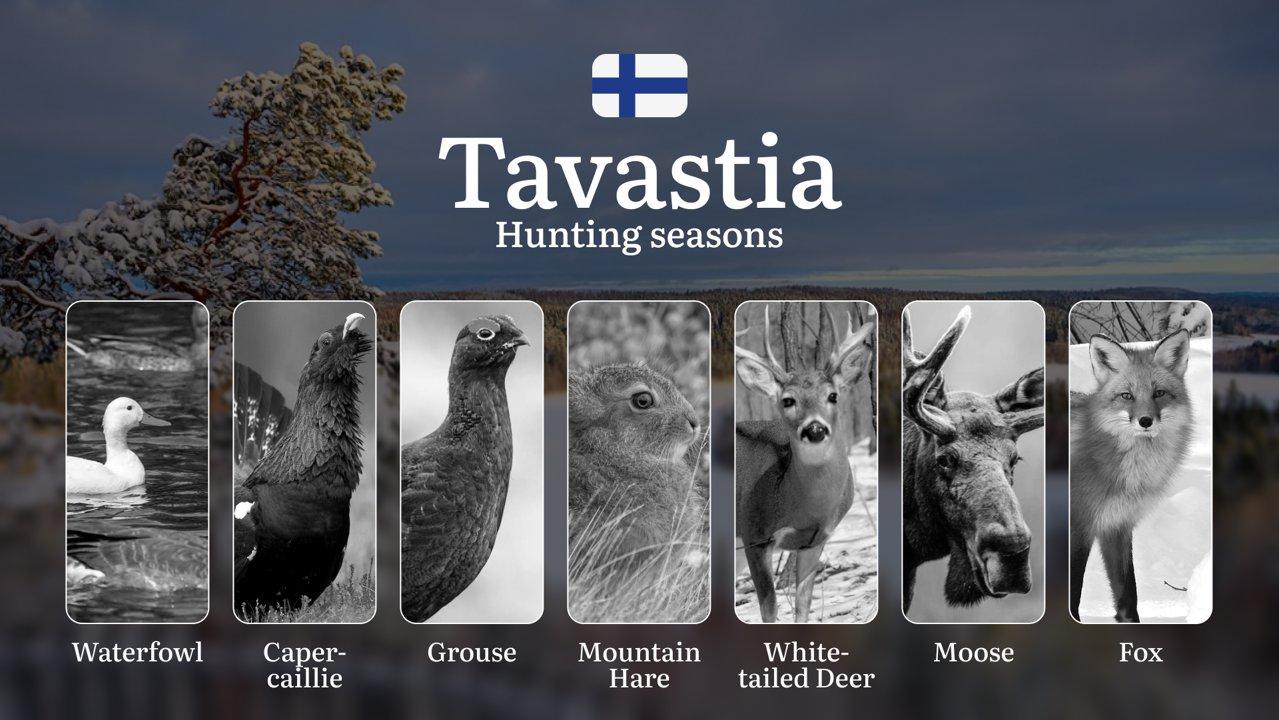 Hunting Seasons in TAVASTIA (HÄME): Opening and Closing Dates, Protected Species, Required Licenses and General Hunting Rules

Finland’s Tavastia (Häme) region offers div