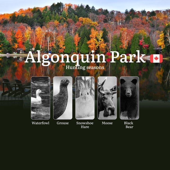 Hunting in ALGONQUIN PARK: Seasons, Essential Regulations, and Tips 

Algonquin Provincial Park is a prime destination for hunters seeking moose, black bear, and small ga