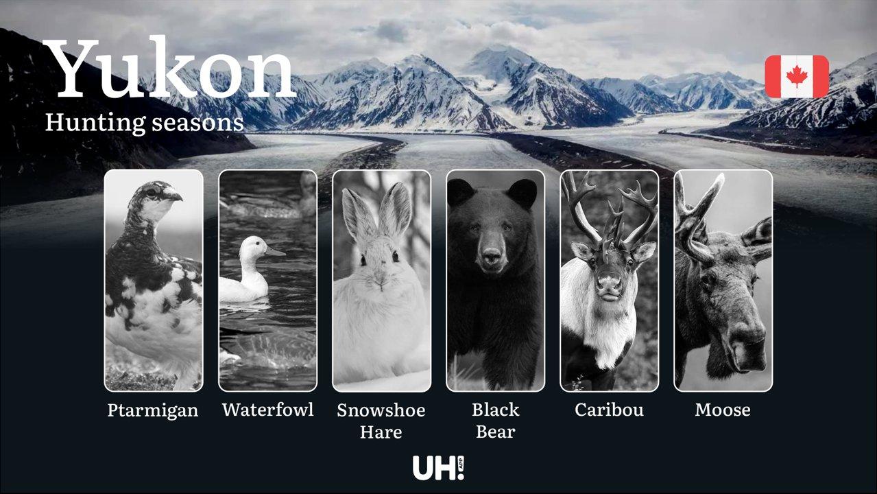 YUKON Hunting Seasons: Mastering Territorial Regulations, Strategizing Your Hunt Calendar, and Expert Techniques for the Northern Wilderness