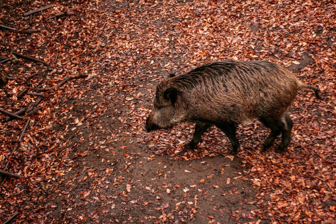 NSW Rifle Club Captain Charged with Manslaughter After Fatal Pig Hunting Shooting