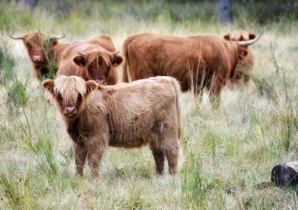 La chasse dans la CREUSE: Terres de moyenne montagne, forêts tranquilles, faune sauvage abondante et traditions cynégétiques profondes au cœur du Limousin

Territoires ca