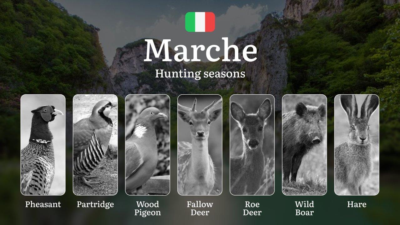 Marche Hunting Calendar: When the Sibillini Mountains Foothills Offer Best Running Game

Regulations and Hunting Seasons in Marche

The Marche region offers a diverse lan