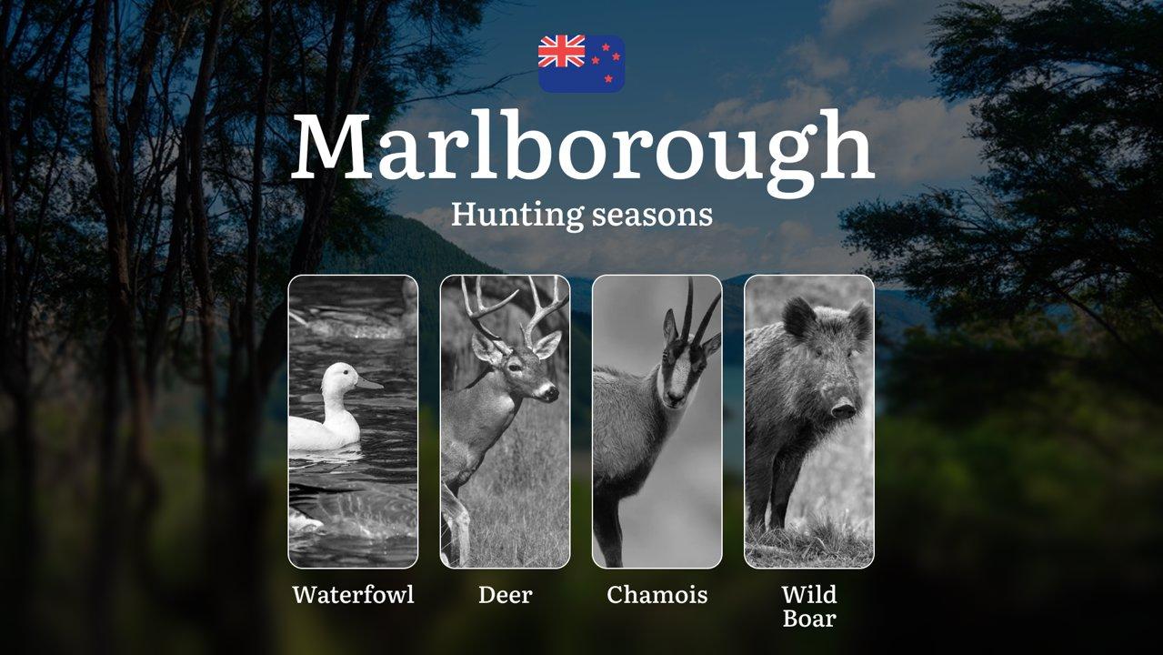 MARLBOROUGH Region (New Zealand): Seasonal Hunting and Rules, Dates, Licences and Specifics of Hunting