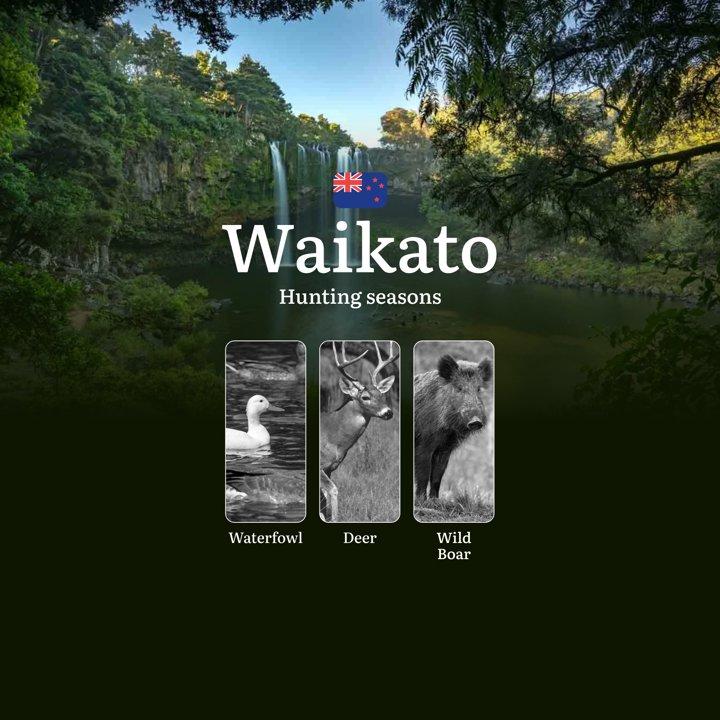 Hunting Seasons, Tips for Choosing the Right Time, How to Obtain a Hunting Permit in New Zealand: WAIKATO Region Insights

Hunting Rules and Seasons in the Waikato Region