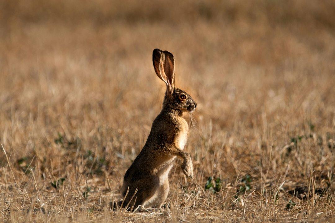 La Chasse dans le MAINE-ET-LOIRE: Explorez les Spécificités, Naviguez dans les Types de Chasse et Découvrez des Traditions