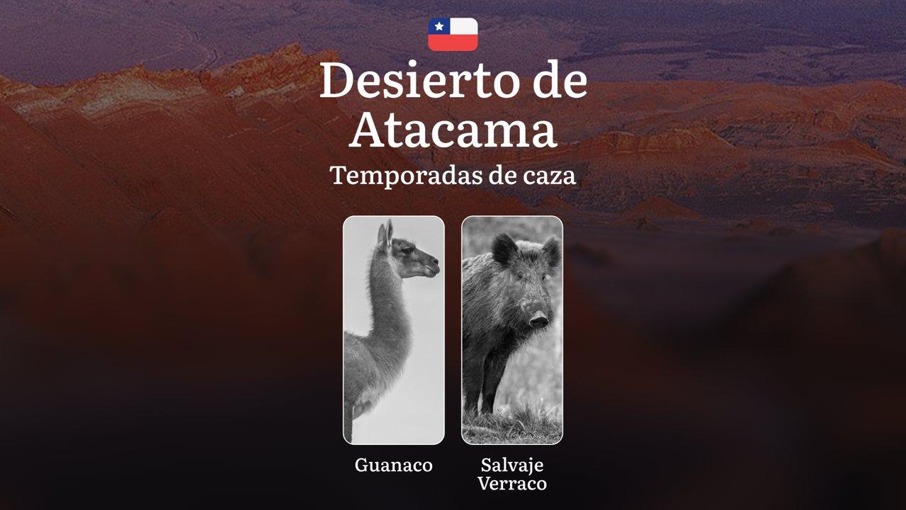 Fechas de caza en el Desierto de Atacama, Chile: épocas, permisos, normativa y mejores períodos para la caza