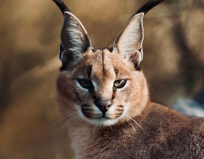 КАРАКАЛ: описание, охота на каракала, повадки, где обитает, методы добычи, трофейная ценность и рекомендации охотникам.