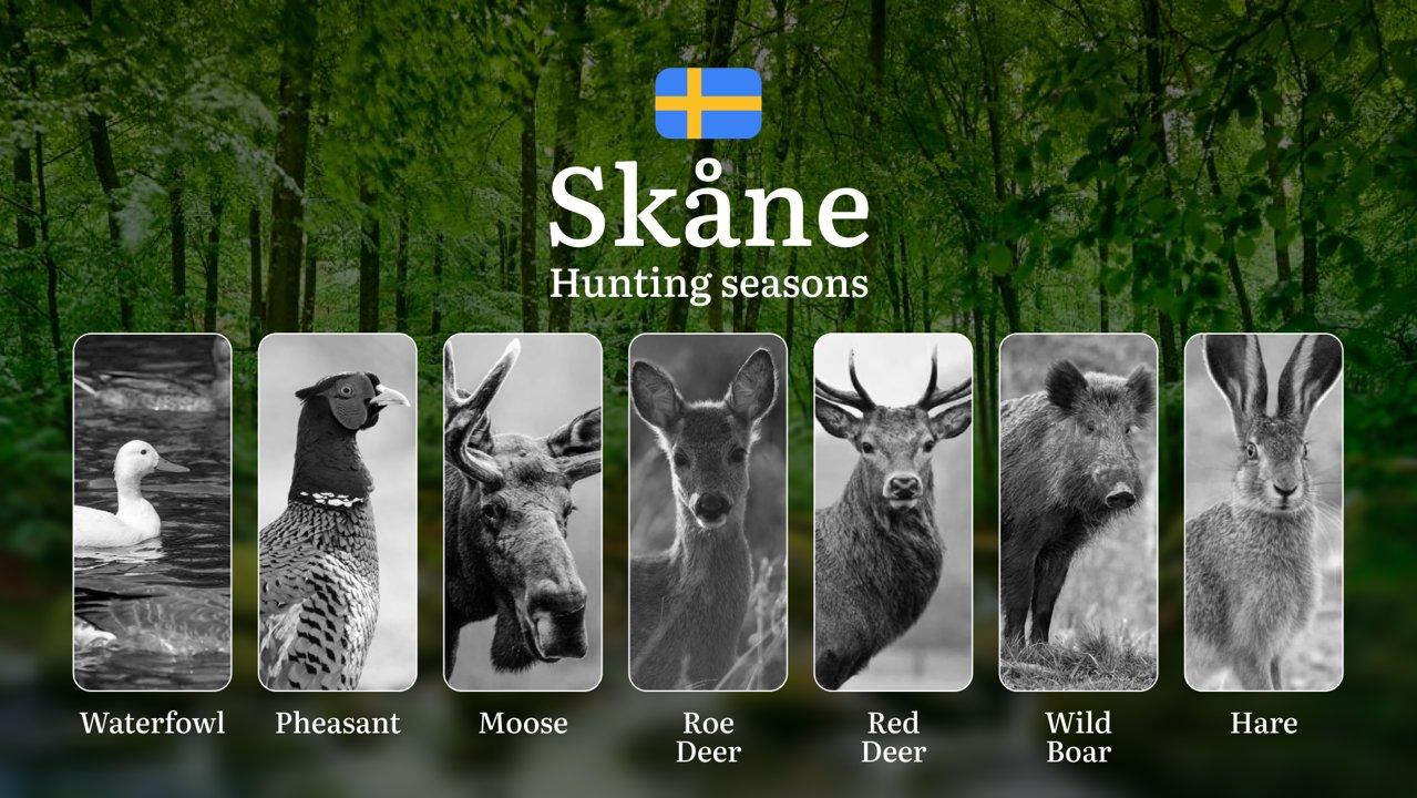 Hunting Periods and Local Rules in SKÅNE: Species You Can Hunt Throughout the Year, Seasonal Activity of Game, and the Steps to Get a Legal Hunting License in the Region

