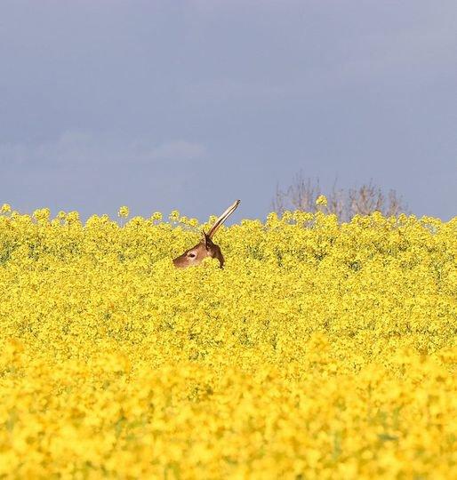 <strong>En</strong> toute Discrétion 🦌📸