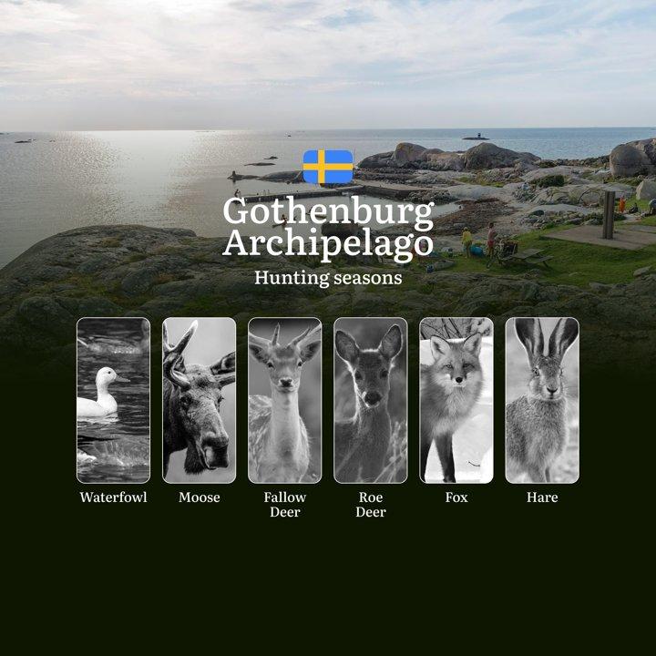 Hunting Periods and Local Rules in GOTHENBURG ARCHIPELAGO: Species You Can Hunt Throughout the Year, Seasonal Activity of Game, and the Steps to Get a Legal Hunting License in the Region