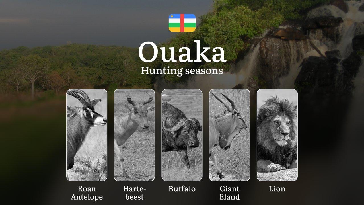 Hunting Through the Seasons in Ouaka: Rules, Permits & Cultural Events and Traditions