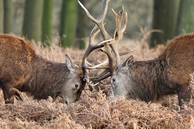🦌🦌🦌