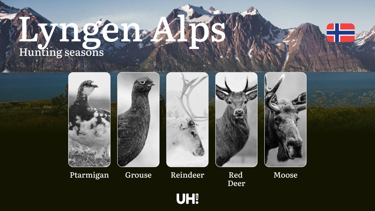 Hunting Periods and Local Rules in Lyngen Alps: Species You Can Hunt Throughout the Year, Seasonal Activity of Game, and the Steps to Get a Legal Hunting License in the Region