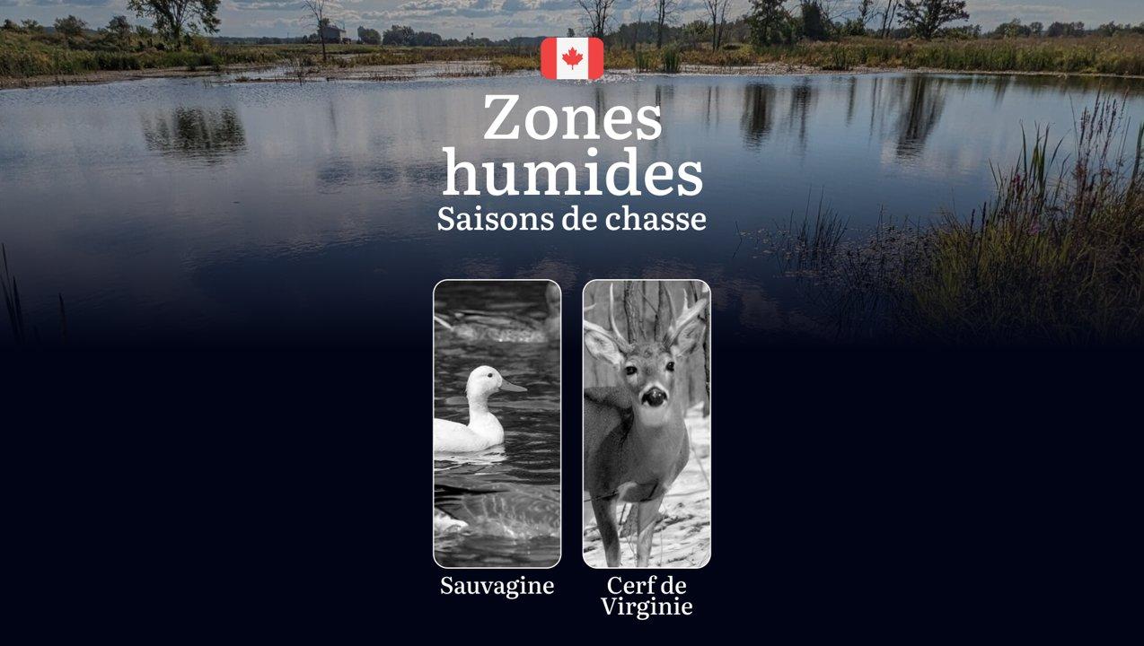 Les périodes de chasse dans les ZONES HUMIDES du Canada: règles officielles, stratégies efficaces et conseils 